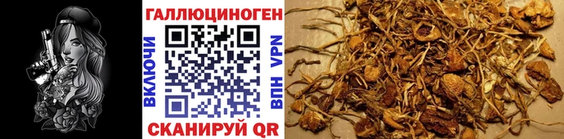 Купить закладки  Брянск  Галлюциногенные грибы Psilocybe 